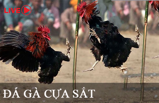 Theo đánh giá của người dùng, những ưu điểm chính của Vn68 bao gồm: - Vn68